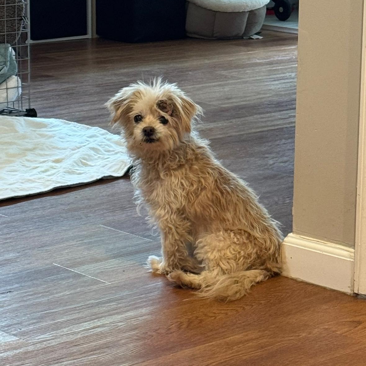 Enlarge Meep, an adopted mixed breed in Rockville, MD image 2/3