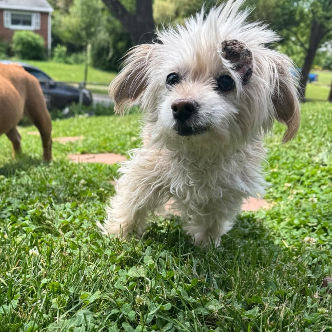 Meep, adopted, Senior Female Maltese.