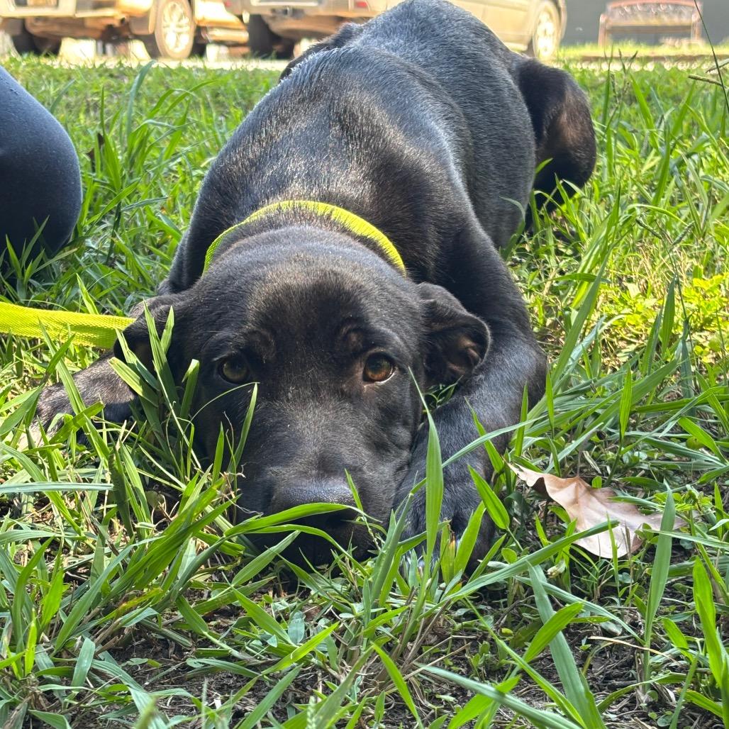 Clyde, Adoptable, Young Male Labrador Retriever.