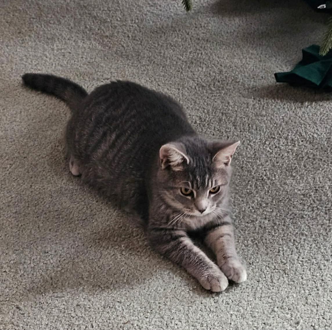 Enlarge Striker, a Adoptable Domestic Short Hair in Reading, PA image 2/3