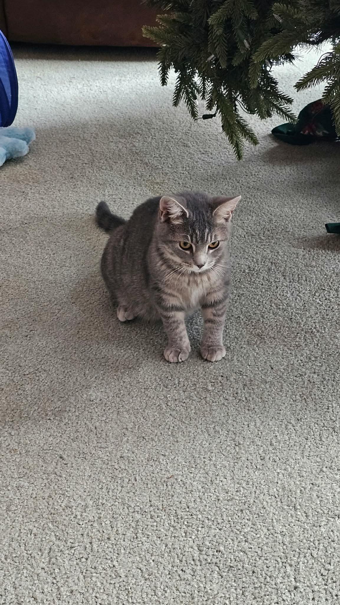 Enlarge Striker, a Adoptable Domestic Short Hair in Reading, PA image 1/3