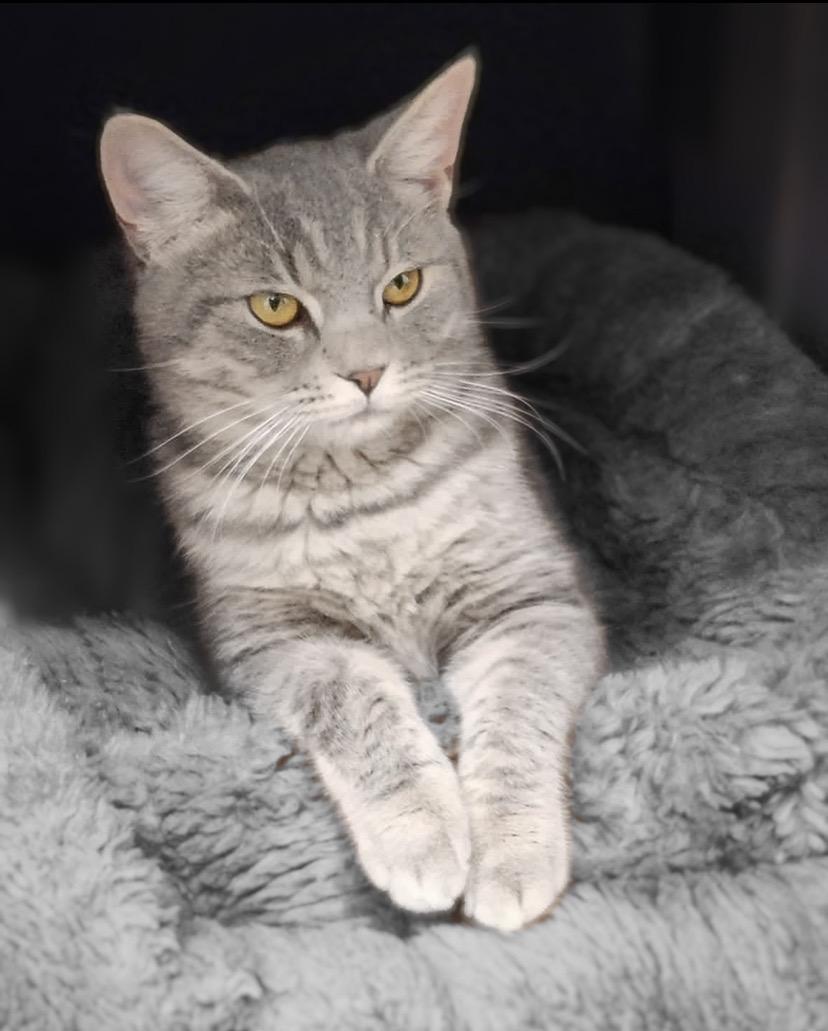 Enlarge Striker, a Adoptable Domestic Short Hair in Reading, PA image 1/4