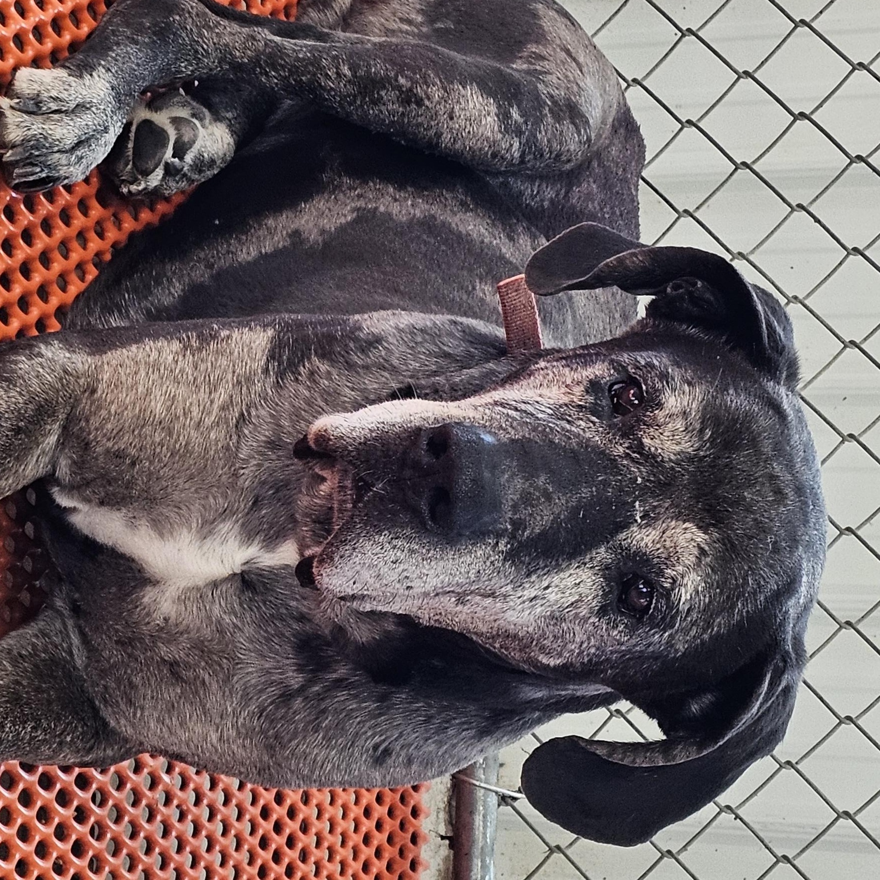 Hank, ADOPTABLE, Adult Male Great Dane.