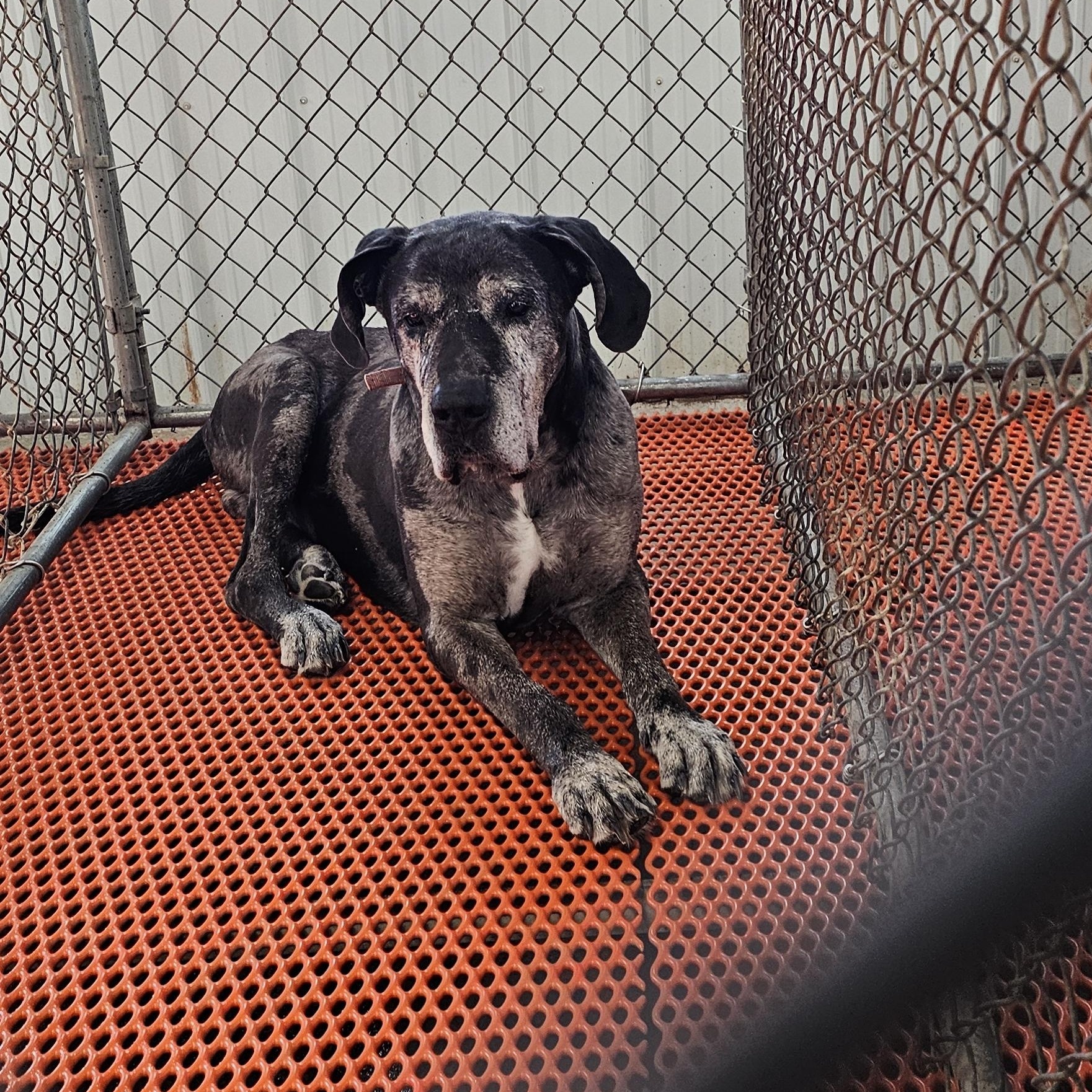 Enlarge Hank, an adopted Great Dane in Columbia, MO image 2/2