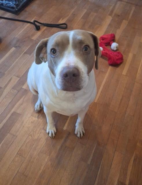 Miss East, Adult Female Pit Bull Terrier