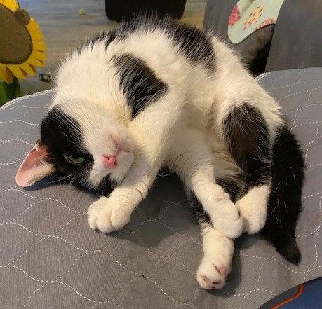 Kitty, Adoptable, Senior Female Domestic Short Hair.