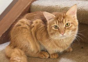 Firefly, an adoptable Domestic Medium Hair in Kenai, AK, 99611 | Photo Image 1