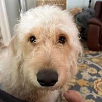 Enlarge Lily, a ADOPTABLE mixed breed in Albany, NY image 2/2