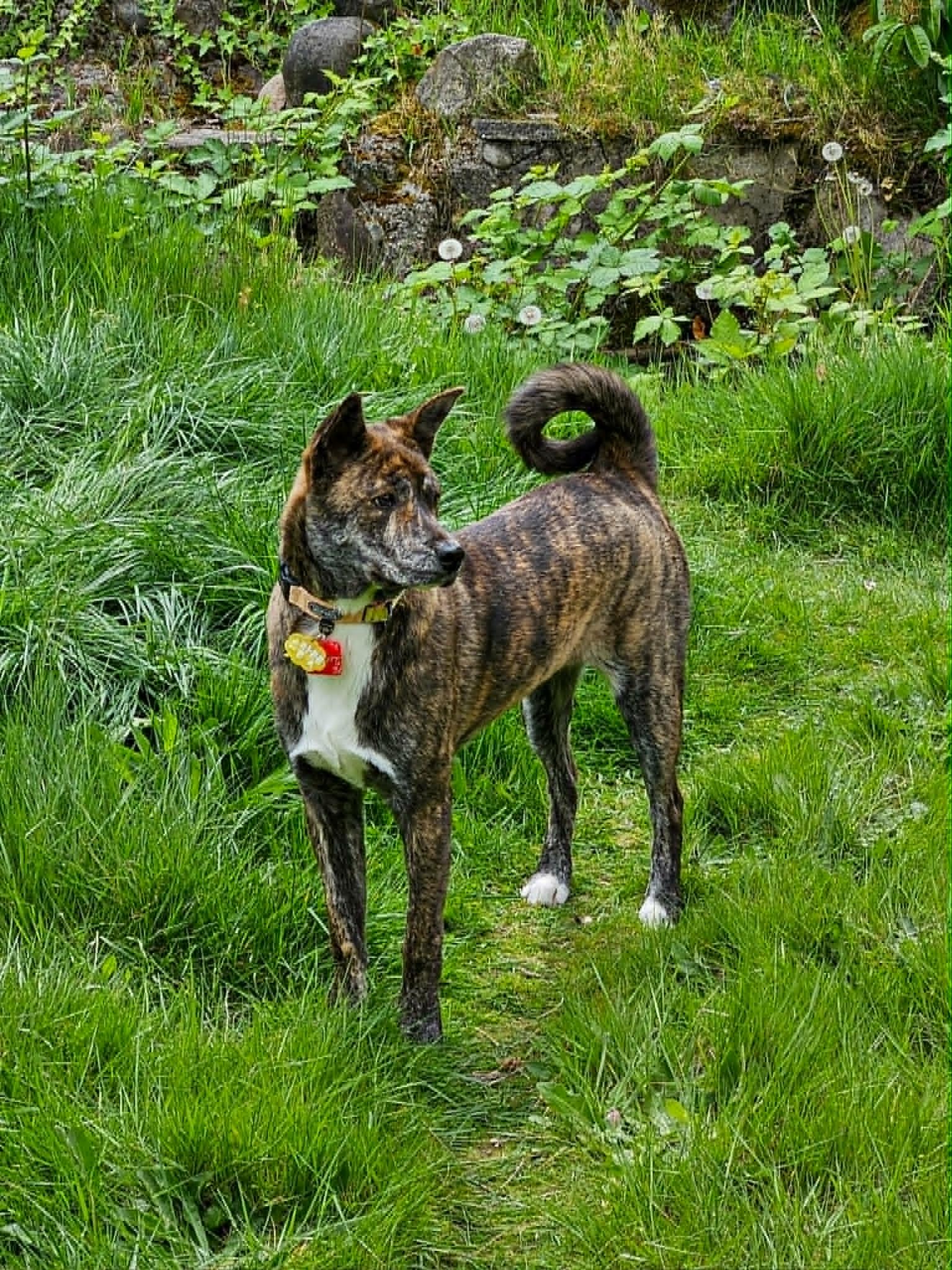 Scarlette, a ADOPTABLE mixed breed in Puyallup, WA image 1/4