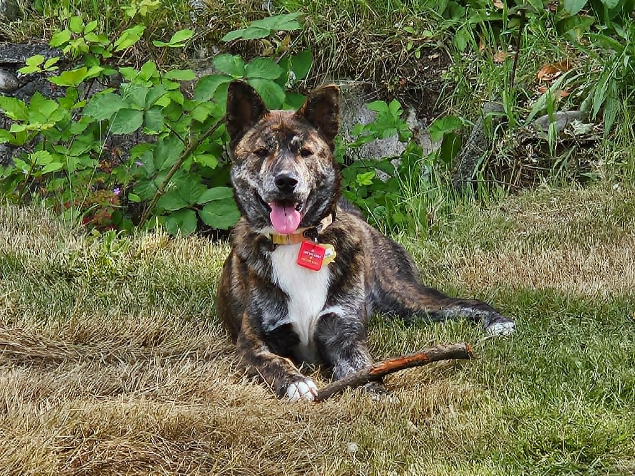 Scarlette, a ADOPTABLE mixed breed in Puyallup, WA image 2/4