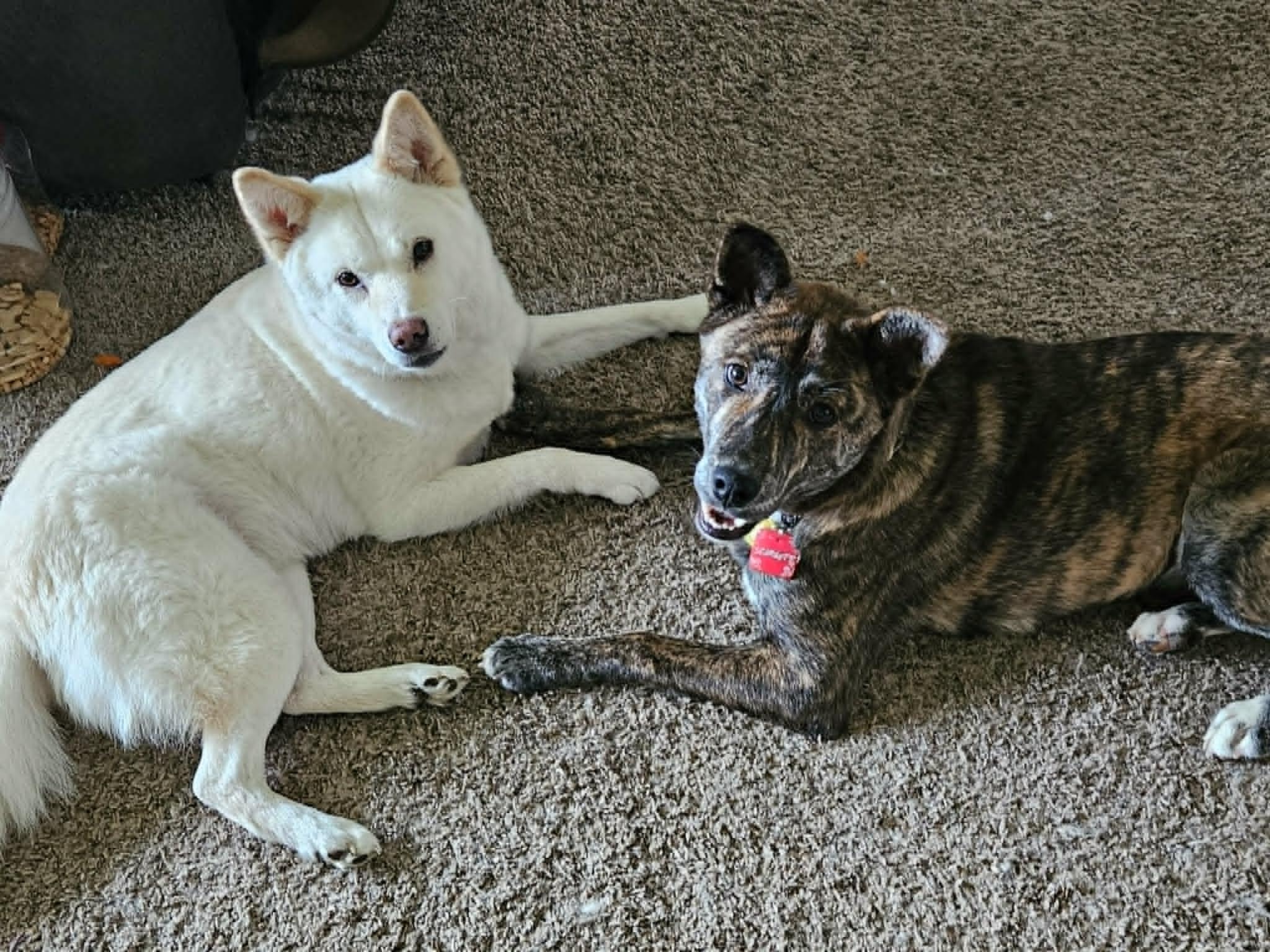 Scarlette, a ADOPTABLE mixed breed in Puyallup, WA image 3/4