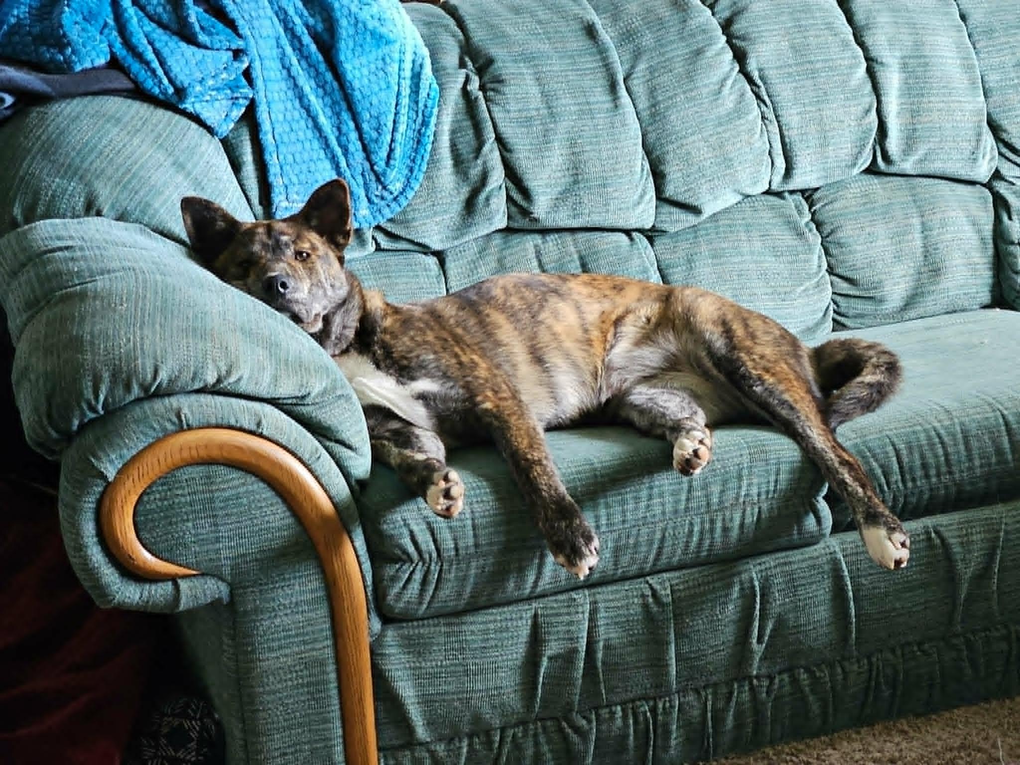 Scarlette, a ADOPTABLE mixed breed in Puyallup, WA image 4/4