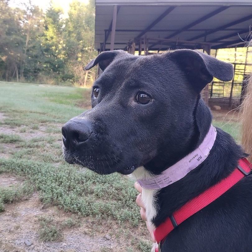 RR, Adopted, Adult Male Hound & Boxer.