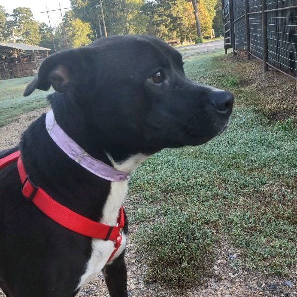 Enlarge RR, a Adopted mixed breed in Springhill, LA image 2/5