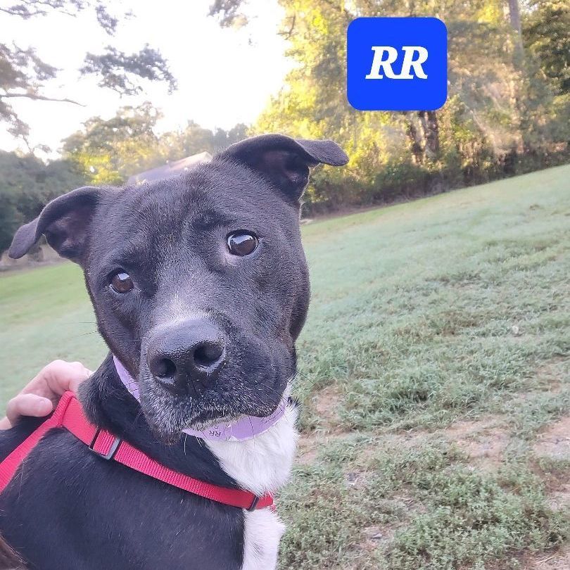 Enlarge RR, a Adopted mixed breed in Springhill, LA image 3/5