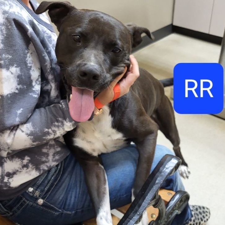 Enlarge RR, a Adopted mixed breed in Springhill, LA image 4/5