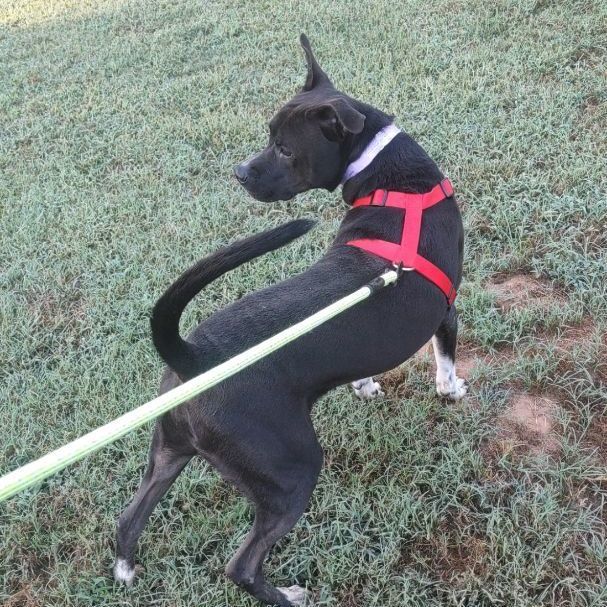 Enlarge RR, a Adopted mixed breed in Springhill, LA image 5/5