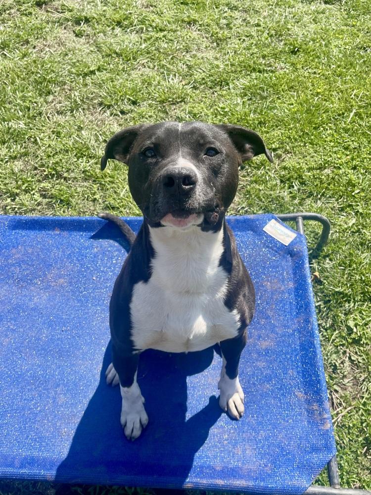 Enlarge Cheerio, a Adoptable mixed breed in Bolivar, MO image 1/3