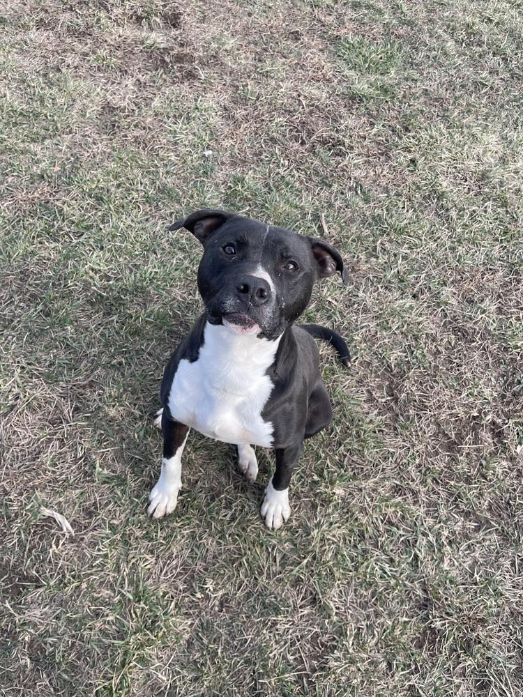 Enlarge Cheerio, a Adoptable mixed breed in Bolivar, MO image 2/3