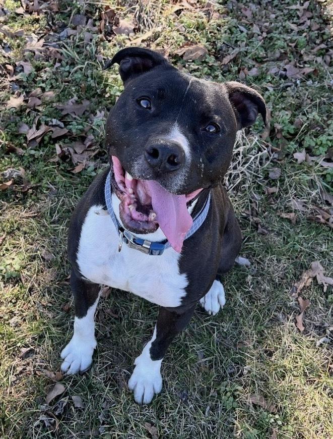 Enlarge Cheerio, a Adoptable mixed breed in Bolivar, MO image 3/3