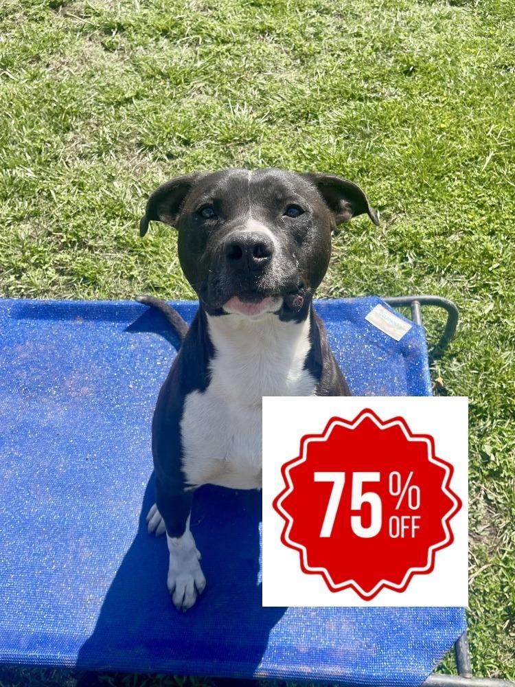 Cheerio, a Adoptable mixed breed in Bolivar, MO image 4/4