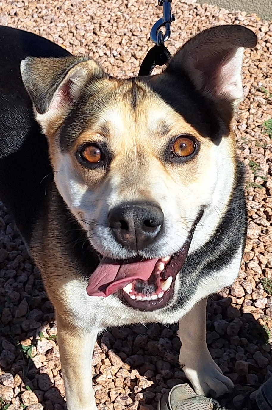 Kato, a Adoptable mixed breed in Payson, AZ image 2/4