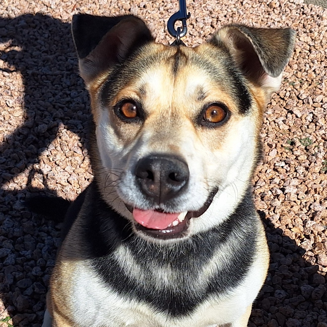 Kato, a Adoptable mixed breed in Payson, AZ image 1/4