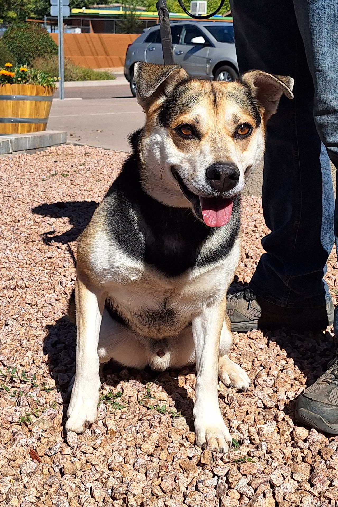 Kato, a Adoptable mixed breed in Payson, AZ image 4/4