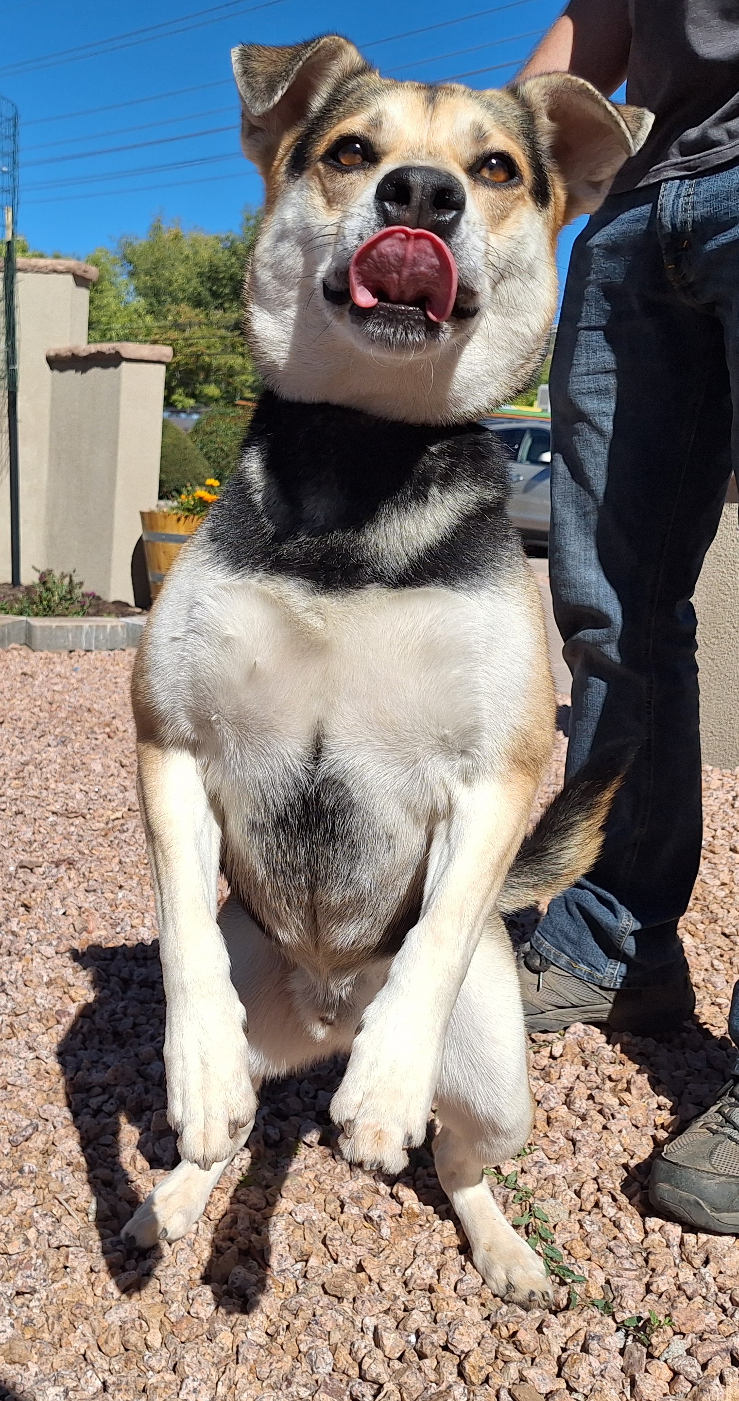 Kato, a Adoptable mixed breed in Payson, AZ image 3/4