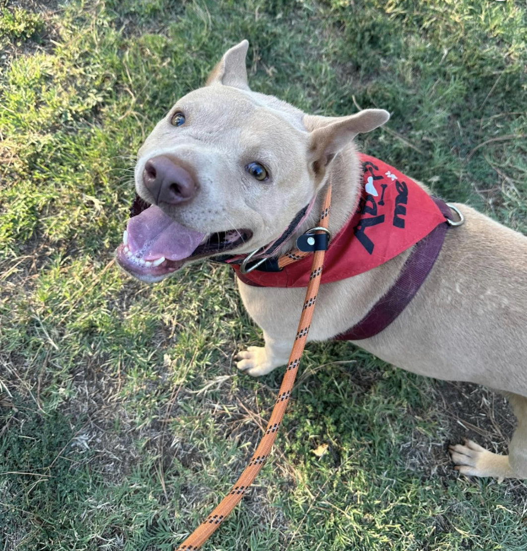 Luna, an adoptable Shar-Pei in woodland hills, CA, 91364 | Photo Image 1