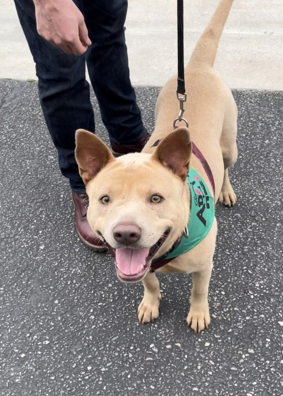Luna, an adoptable Shar-Pei in woodland hills, CA, 91364 | Photo Image 3