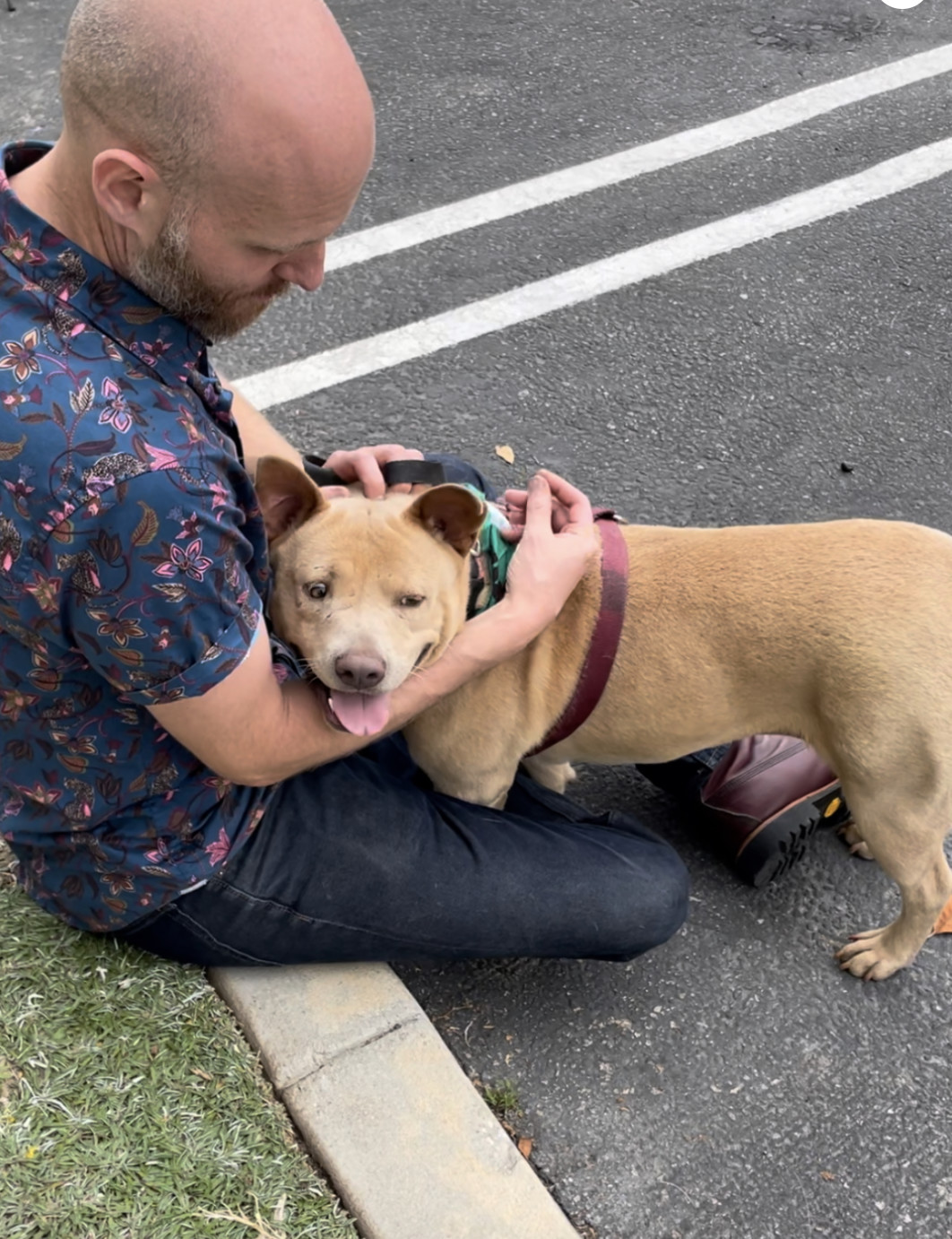 Luna, an adoptable Shar-Pei in woodland hills, CA, 91364 | Photo Image 2