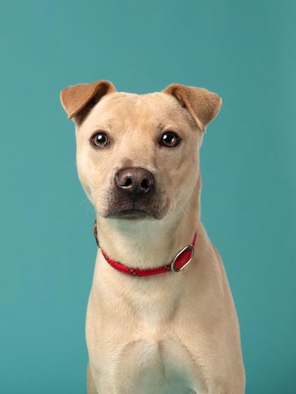 Ghost, Adoptable, Young Male Mixed Breed & Mixed Breed.