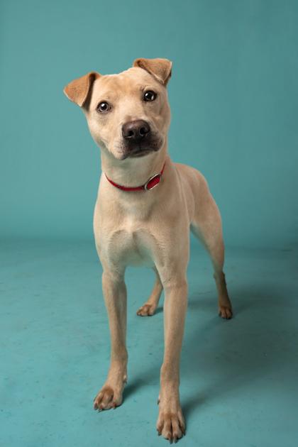 Ghost, Adoptable, Young Male Mixed Breed & Mixed Breed.