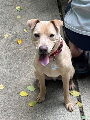Enlarge Ghost, a Adoptable Mixed Breed in Atlanta, GA image 1/3
