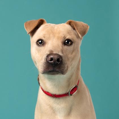 Enlarge Ghost, a Adoptable Mixed Breed in Atlanta, GA image 2/3