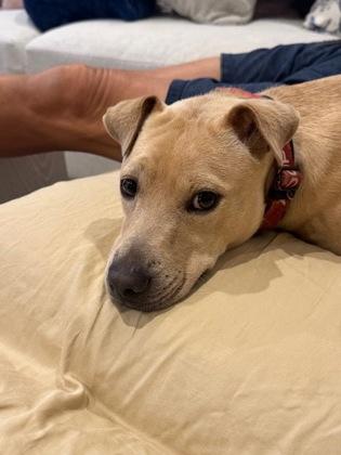Ghost, Adoptable, Young Male Mixed Breed & Mixed Breed.