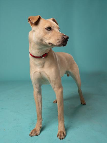Enlarge Ghost, a Adoptable Mixed Breed in Atlanta, GA image 3/3