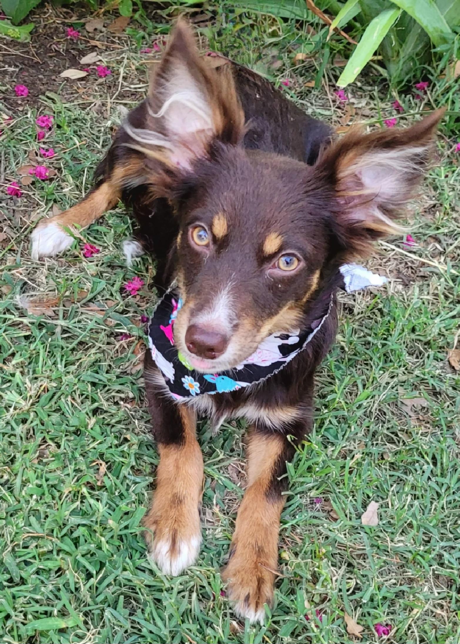 Gypsy, Adoptable, Young Female Australian Shepherd.