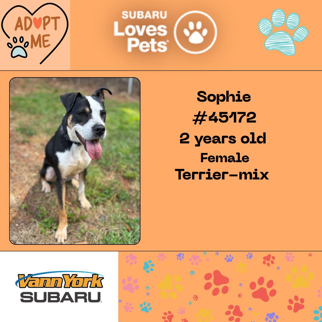 Sophie, a Adoptable mixed breed in Randleman, NC image 2/2