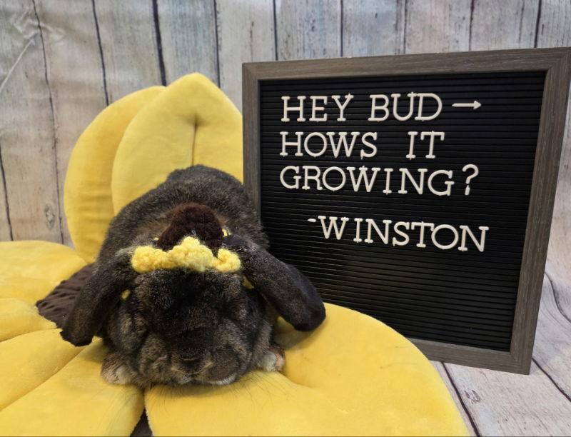 Winston, Adoptable, Senior Male Mini Lop.