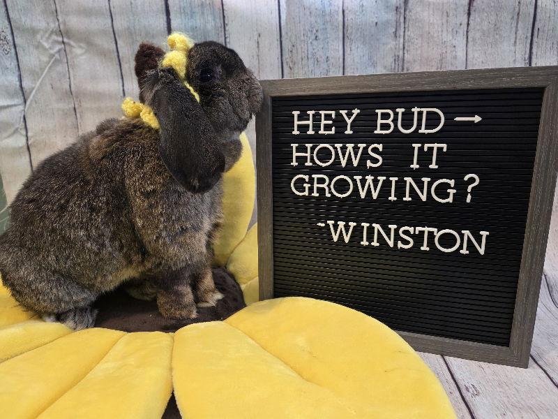Enlarge Winston, a Adoptable Mini Lop in Columbus, OH image 2/2