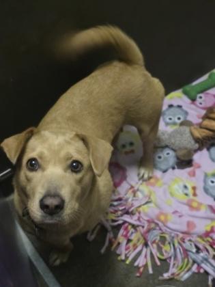 Enlarge Rosebud, a Adoptable mixed breed in Moses Lake, WA image 1/1