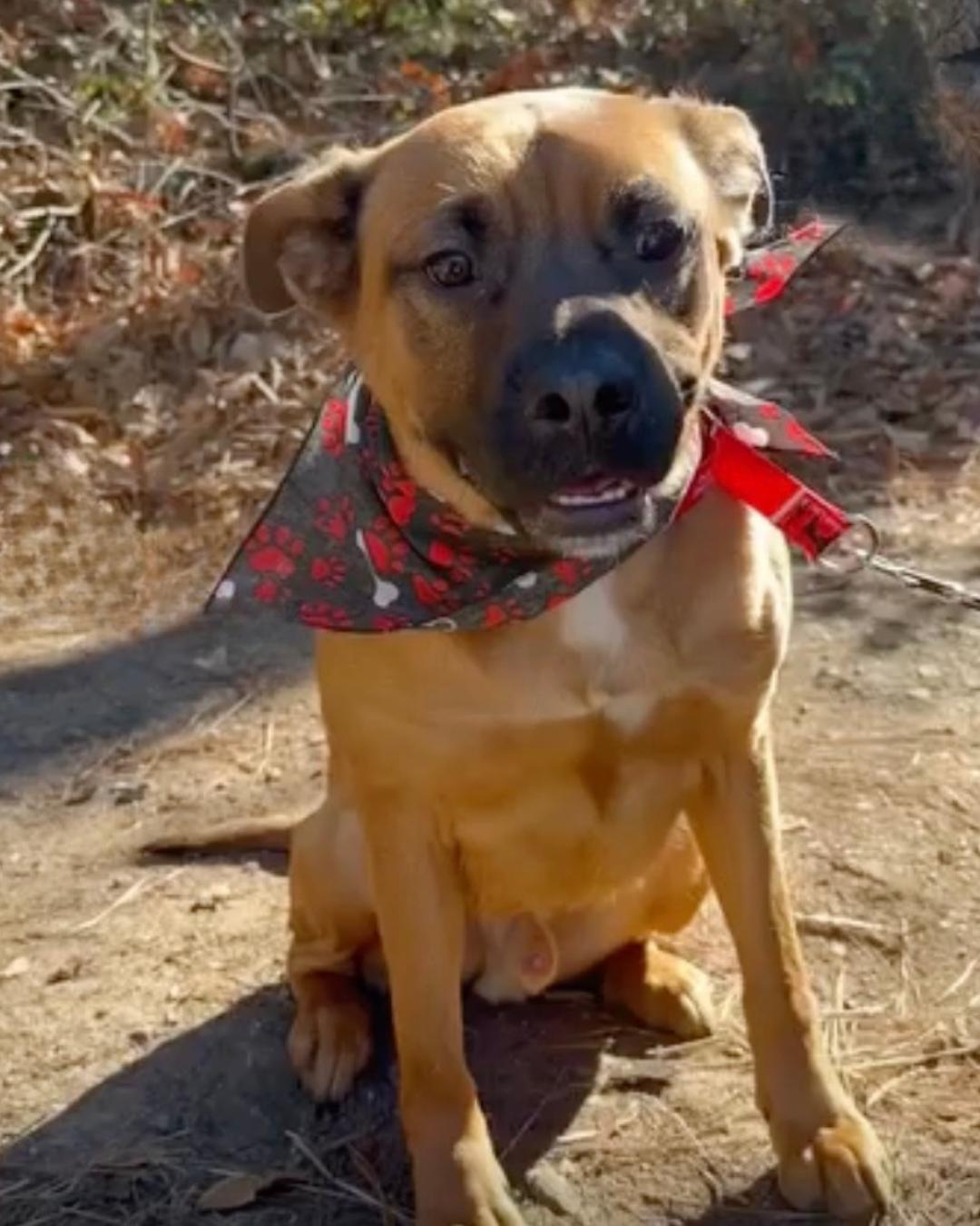 Enlarge Kenny, a Adoptable mixed breed in Decatur, GA image 1/3