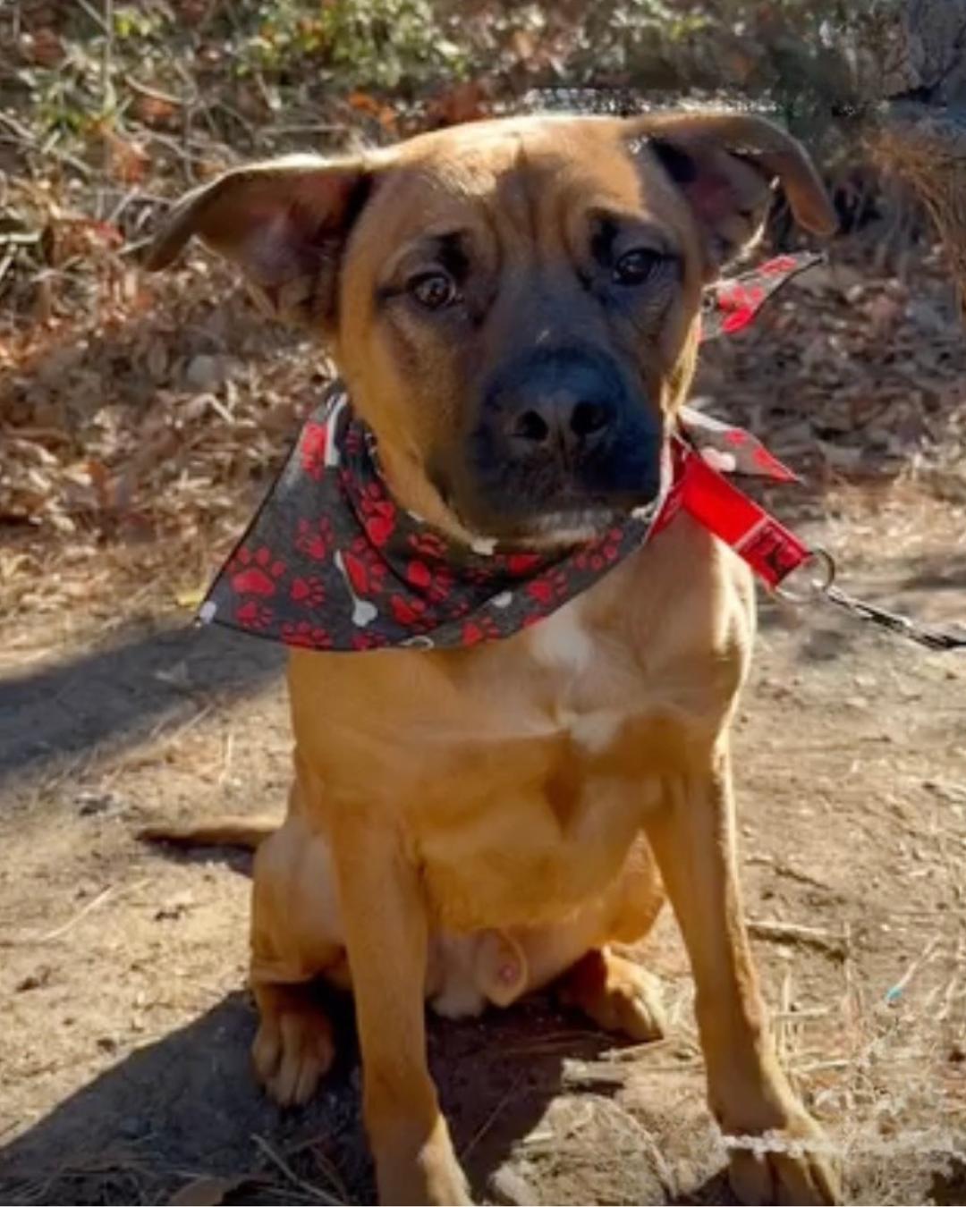 Kenny *FOSTER NEEDED TOO!, a Adoptable mixed breed in Decatur, GA image 1/3