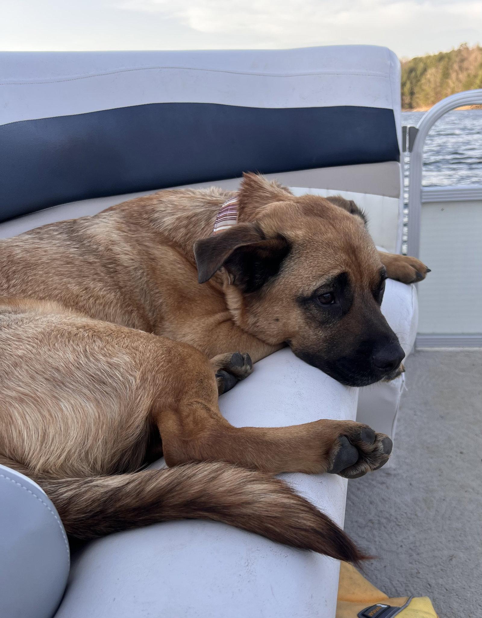 Barley, Adoptable, Young Male Black Mouth Cur & Labrador Retriever.