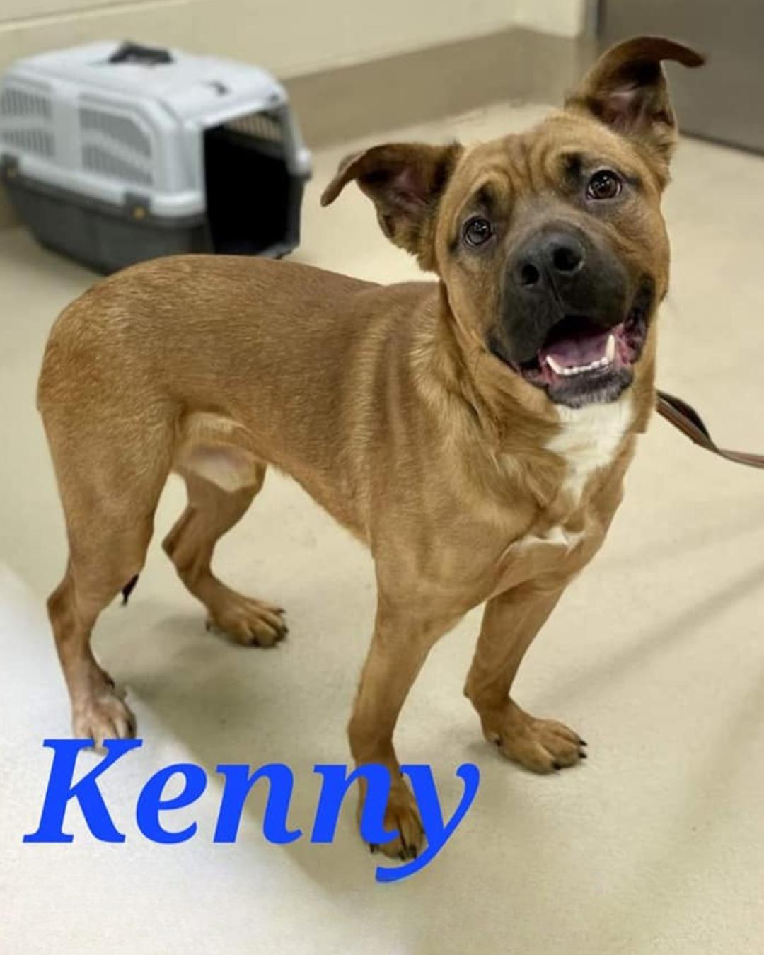 Kenny *FOSTER NEEDED TOO!, a Adoptable mixed breed in Decatur, GA image 2/3
