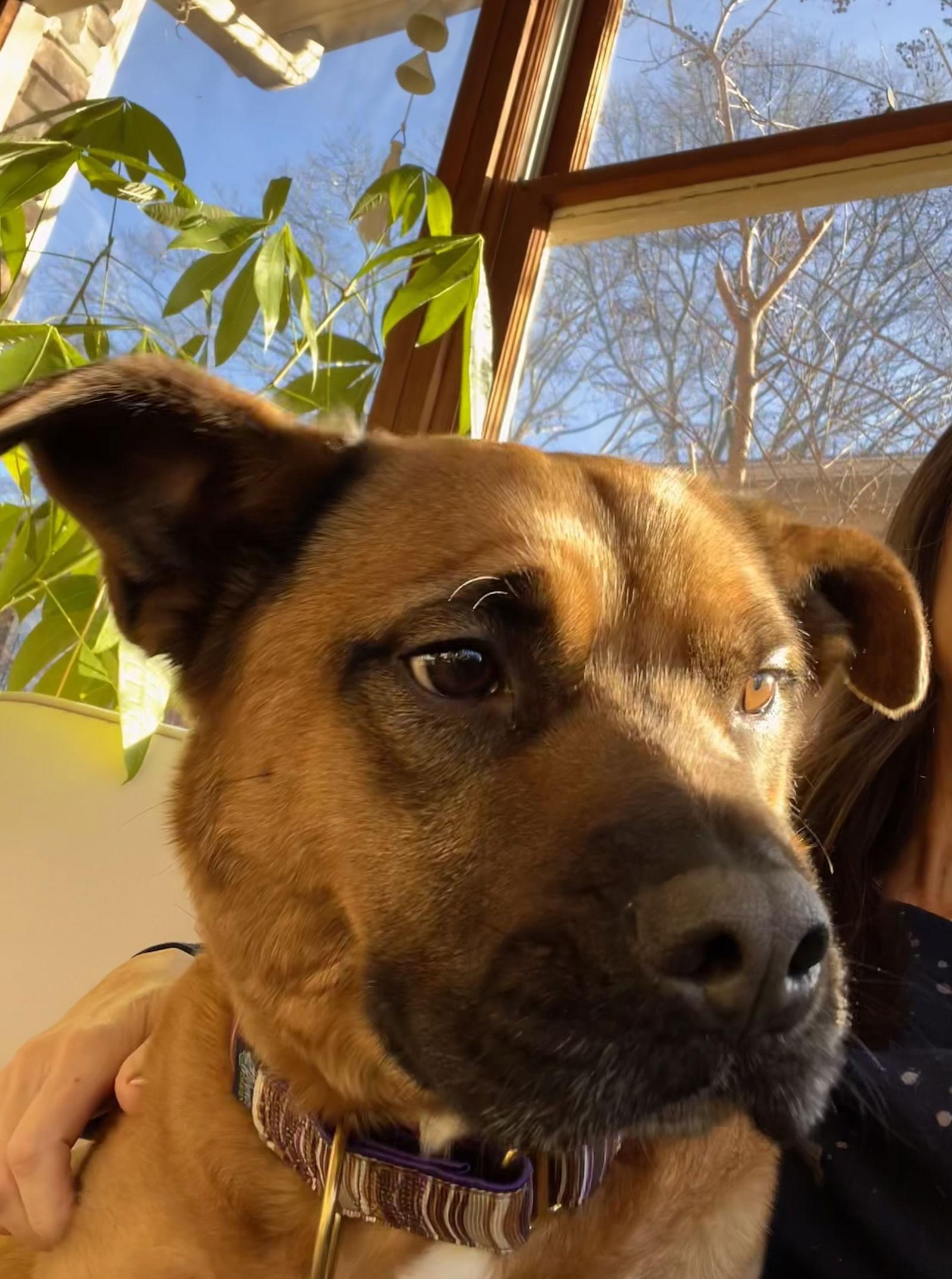 Kenny, Adoptable, Young Male Black Mouth Cur & Labrador Retriever.