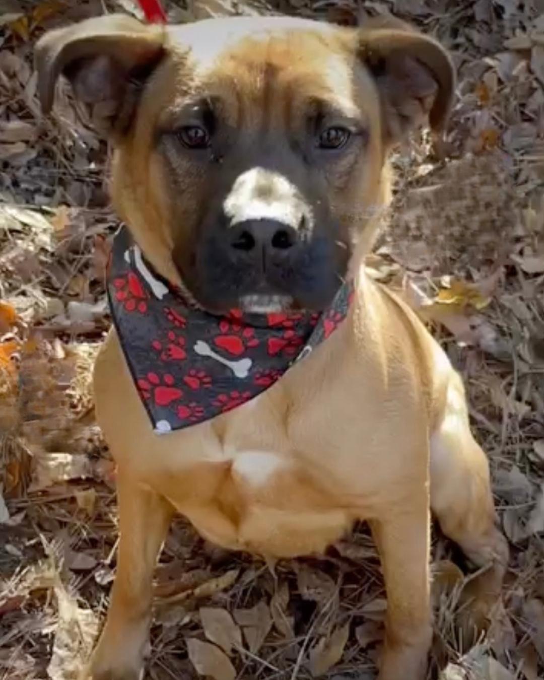 Kenny *FOSTER NEEDED TOO!, a Adoptable mixed breed in Decatur, GA image 3/3