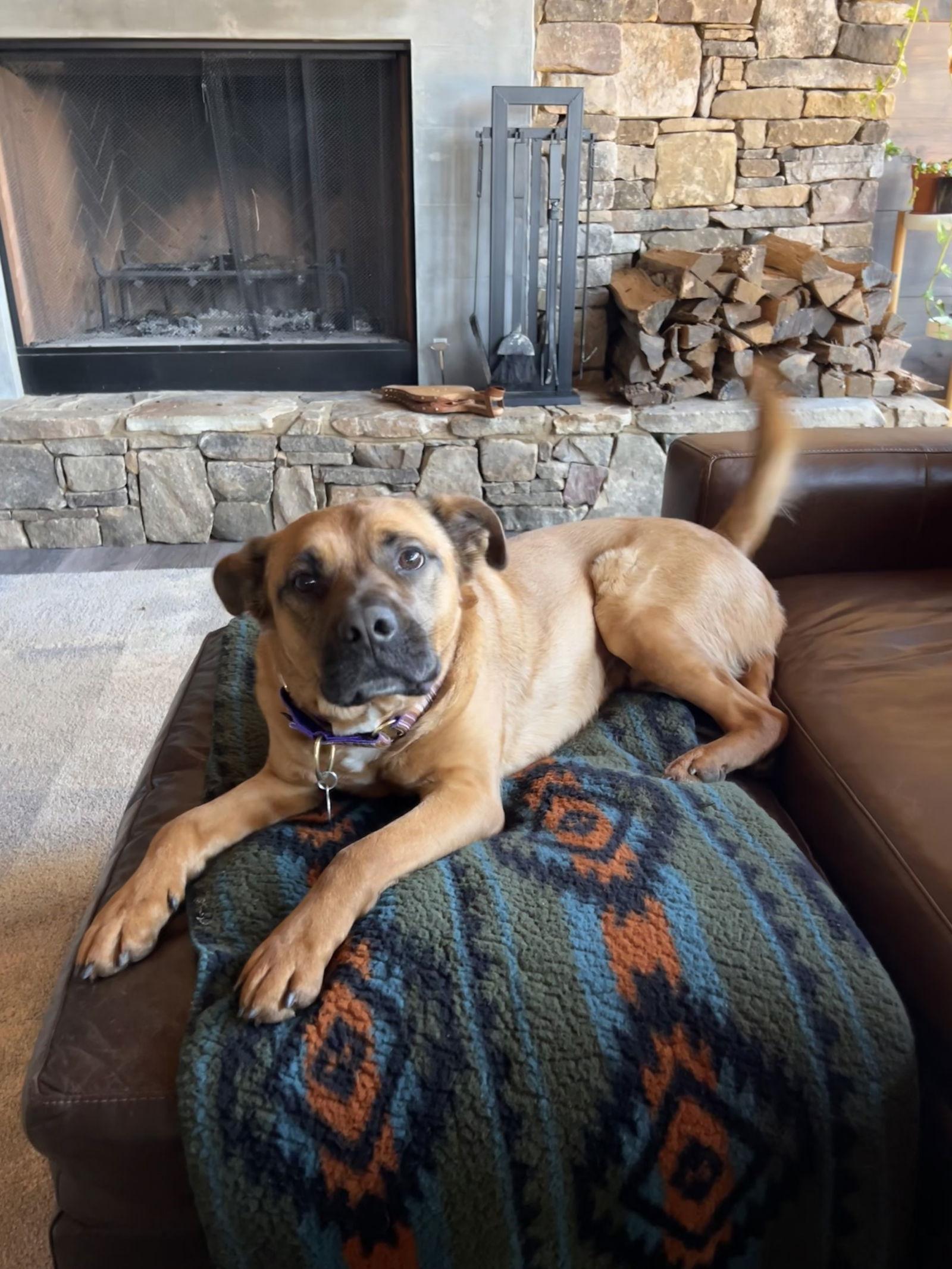 Enlarge Kenny, a Adoptable mixed breed in Decatur, GA image 2/3